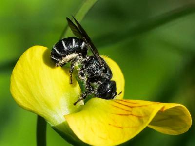  Osmia cephalotes Morawitz, 1870