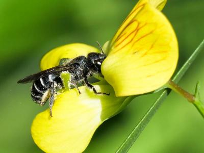  Osmia cephalotes Morawitz, 1870