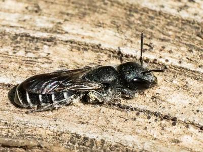  Osmia cephalotes Morawitz, 1870