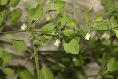 Muguet des pampas Salpichroa origanifolia (Lam.) Baill., 1888