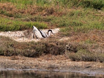 Avocette élégante Recurvirostra avosetta Linnaeus, 1758