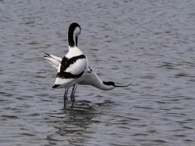 Avocette élégante Recurvirostra avosetta Linnaeus, 1758