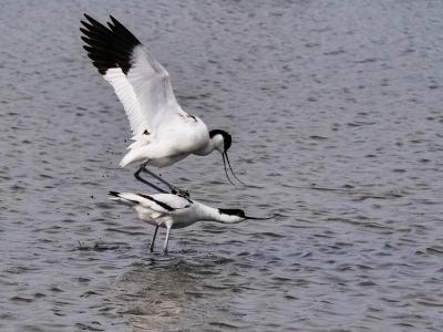 Avocette élégante Recurvirostra avosetta Linnaeus, 1758