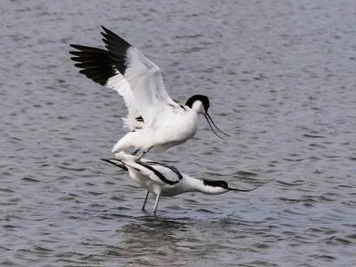 Avocette élégante Recurvirostra avosetta Linnaeus, 1758
