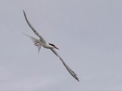 Sterne pierregarin Sterna hirundo Linnaeus, 1758