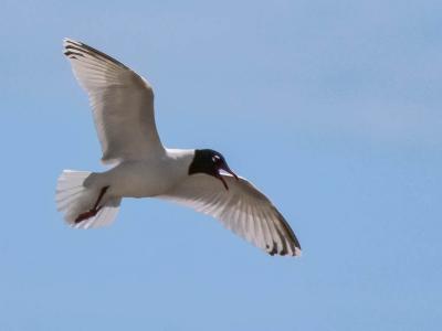 Mouette mélanocéphale Ichthyaetus melanocephalus (Temminck, 1820)