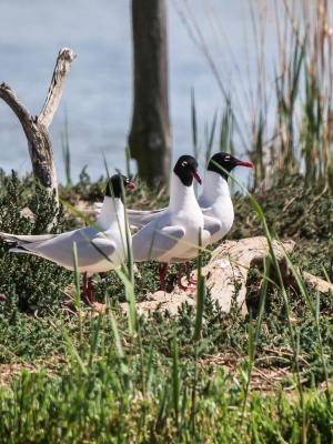 Mouette mélanocéphale Ichthyaetus melanocephalus (Temminck, 1820)