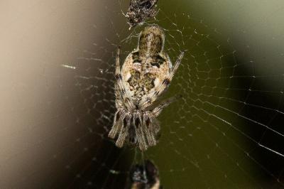  Cyclosa algerica Simon, 1885