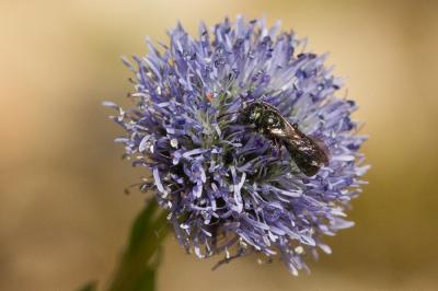 Cératine bleutée Ceratina cyanea (Kirby, 1802)