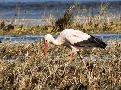 Cigogne blanche Ciconia ciconia (Linnaeus, 1758)