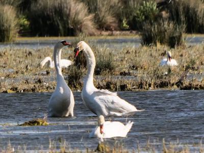 Cygne tuberculé Cygnus olor (Gmelin, 1803)