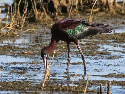 Ibis falcinelle Plegadis falcinellus (Linnaeus, 1766)