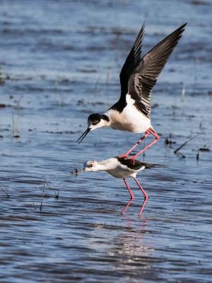 Echasse blanche Himantopus himantopus (Linnaeus, 1758)