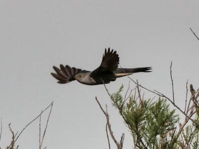 Coucou gris Cuculus canorus Linnaeus, 1758