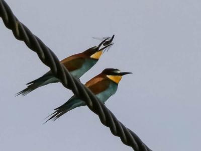Guêpier d'Europe Merops apiaster Linnaeus, 1758