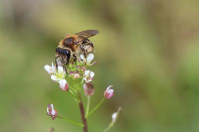  Andrena Fabricius, 1775