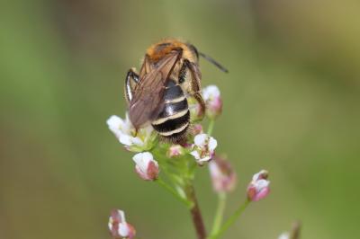  Andrena Fabricius, 1775