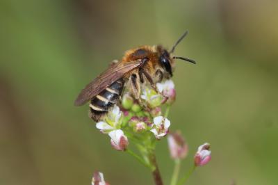  Andrena Fabricius, 1775