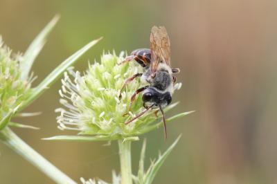  Andrena variabilis Smith, 1853