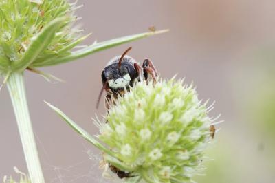  Andrena variabilis Smith, 1853