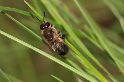 Abeille domestique, Abeille européenne, Abeille me Apis mellifera Linnaeus, 1758