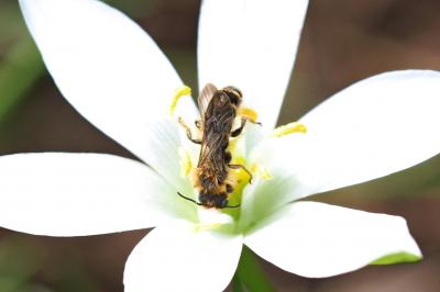  Chelostoma florisomne (Linnaeus, 1758)