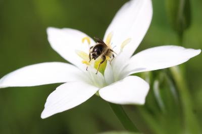  Chelostoma florisomne (Linnaeus, 1758)