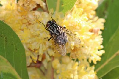  Graphomya maculata (Scopoli, 1763)