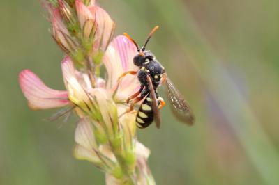  Nomada gribodoi Schmiedeknecht, 1882
