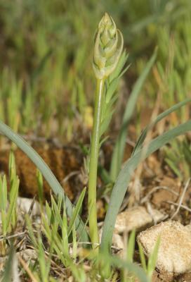 Dipcadi tardif Dipcadi serotinum (L.) Medik., 1790