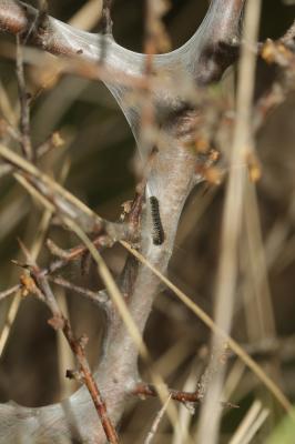 Laineuse du Cerisier (La), Bombyx laineux (Le) Eriogaster lanestris (Linnaeus, 1758)