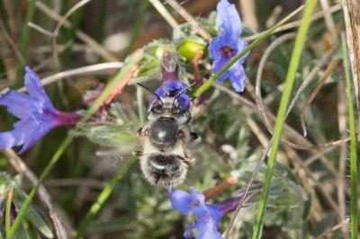 Anthophore commune, Anthophore plumeuse, Anthophor Anthophora plumipes (Pallas, 1772)