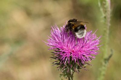 Bourdon terrestre (Le) Bombus terrestris (Linnaeus, 1758)