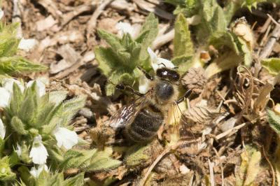 Abeille domestique, Abeille européenne, Abeille me Apis mellifera Linnaeus, 1758