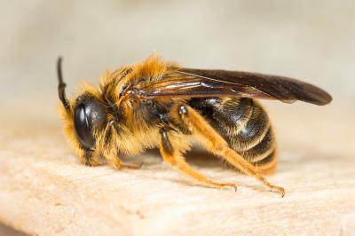  Andrena limbata Eversmann, 1852