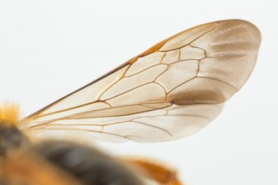  Andrena limbata Eversmann, 1852