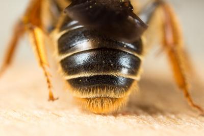 Andrena limbata Eversmann, 1852