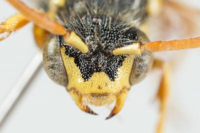  Nomada bifasciata Olivier, 1811
