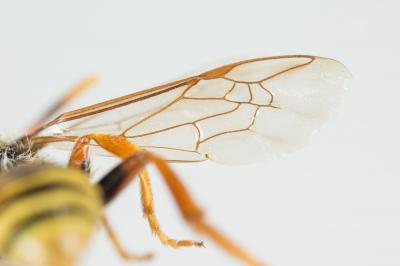  Nomada bifasciata Olivier, 1811