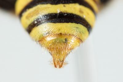  Nomada bifasciata Olivier, 1811