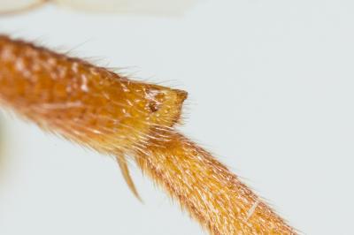  Nomada bifasciata Olivier, 1811