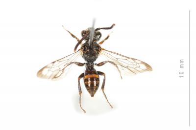  Nomada discedens Pérez, 1884