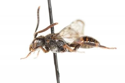  Nomada discedens Pérez, 1884