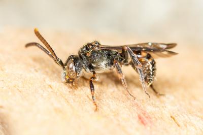 Nomada discedens Pérez, 1884