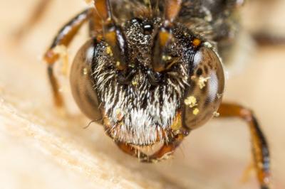  Nomada discedens Pérez, 1884