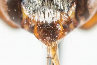  Nomada discedens Pérez, 1884
