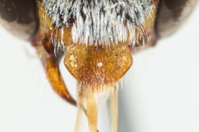  Nomada discedens Pérez, 1884