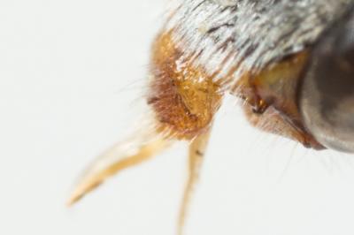  Nomada discedens Pérez, 1884