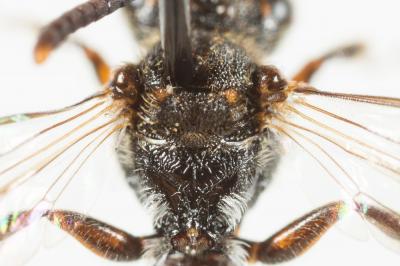  Nomada discedens Pérez, 1884
