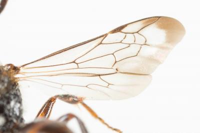  Nomada discedens Pérez, 1884
